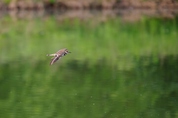 Obraz premium Closeup of a killdeer.