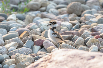 Killdeer.