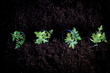 Tomato plants is growing. Home garden concept for organic planting.