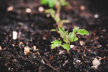 Sprout of tomato for gardening and composting concept.