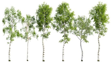 Fototapeta premium Beautiful Birch Trees Isolated on White Background, Generative AI