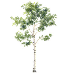 Vector illustration of a aspen tree on a white background. Suitable for crafting and digital design projects.[A-0004]