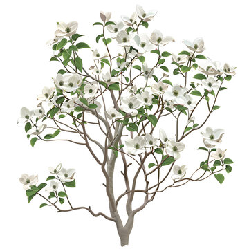 recommend clip art: Vector illustration of a dogwood tree on a white background. Suitable for crafting and digital design projects.[A-0004]