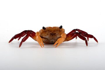 Close up of an apple crab  in white background
