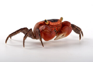 Close up of an apple crab at white background