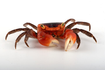 Close up of an apple crab  in white background