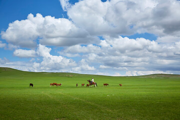 Nomads herding cows in the vast grasslands of Burd, Mongolia.