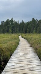 boardwalk in the forest