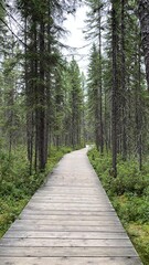 A boardwalk in a forest with tall trees around