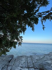 tree on the beach with blue sky and beautiful sunset