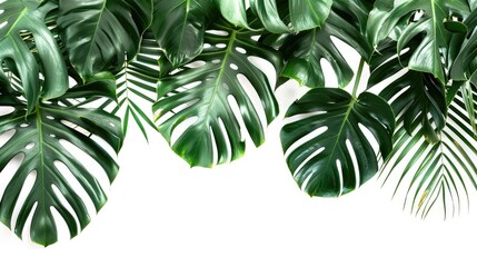 Tropical Asia Leaves on White Background with Clipping Path