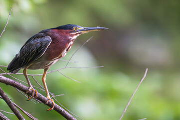 Green heron.