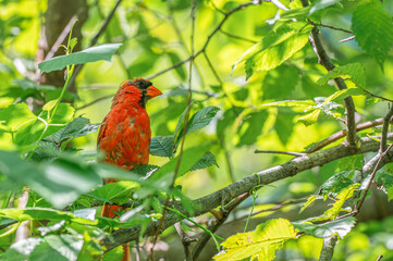 Closeup of a male northern cardinal.