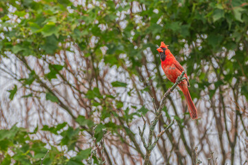 Closeup of a male northern cardinal.
