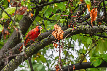 Closeup of a male northern cardinal.