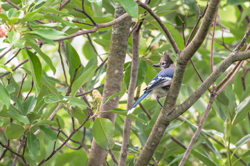 Closeup of a bluejay.
