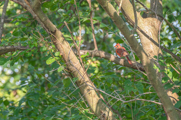 Closeup of a male northern cardinal.