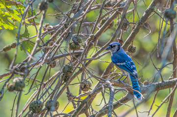 Closeup of a bluejay.