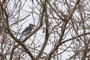 Closeup of a bluejay.