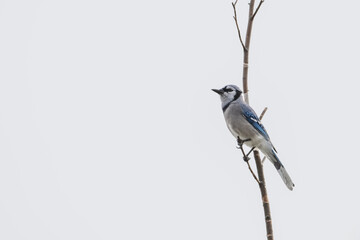 Closeup of a bluejay.