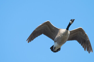 Canada geese in flight.