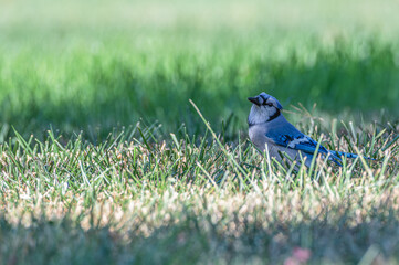 Closeup of a bluejay.