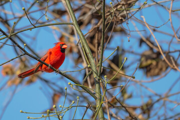 Male northern cardinal.