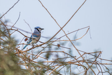 Closeup of a bluejay.