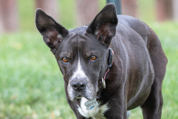 Pit bull senior dog.
