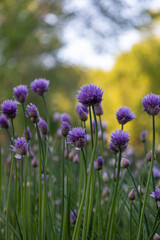 Defocused macro abstract view of blooming purple chive flower blossoms in a garden with bokah background
