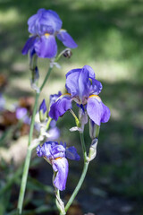 Abstract macro view of a single blooming lavender color bearded iris flower in dappled sunlight and defocused background
