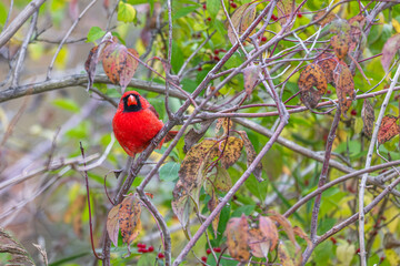 Male northern cardinal.