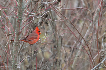 Male northern cardinal.