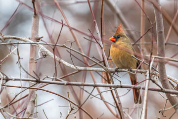 Female northern cardinal.
