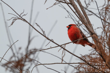 Closeup of a male northern cardinal.
