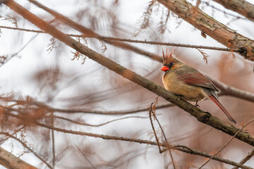 Female northern cardinal.