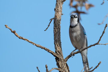 Closeup of a bluejay.