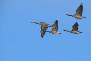 Canada geese in flight.
