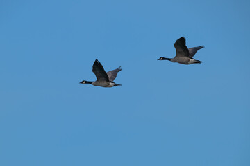 Canada geese in flight.