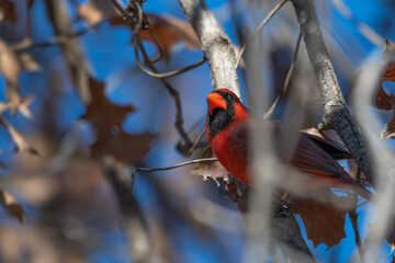 Closeup of a male northern cardinal.