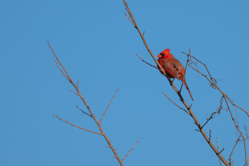 Closeup of a male northern cardinal.
