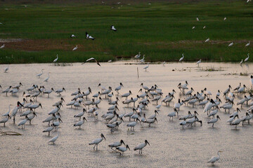 massive gropu of jabiru in a wetland of Belize in the evening