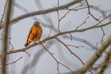 American robin perched in a tree.