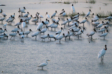 massive group of jabiru in a wetland in the evening