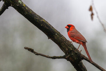 Closeup of a male northern cardinal.