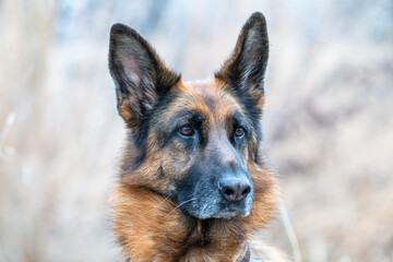Closeup of a German shepherd. 