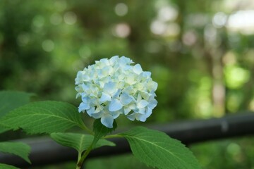 庭でアジサイの花が咲いている