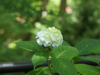 庭でアジサイの花が咲いている