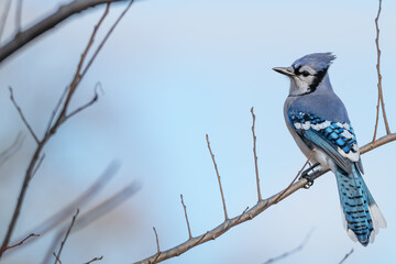 Closeup of a bluejay.