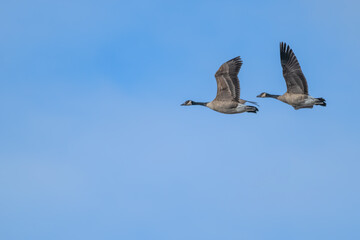 Obraz premium Canada geese in flight.
